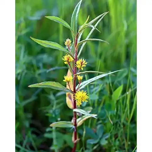 Gilbweiderich NatureHolic Strauß- – Lysimachia thyrsiflora