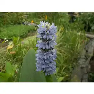 Hechtkraut ZAC Wagner 2 Töpfe blau (Pontederia cordata)