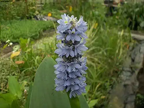 Hechtkraut ZAC Wagner 2 Töpfe blau (Pontederia cordata)