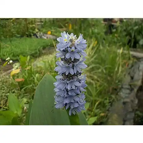 Hechtkraut ZAC Wagner 2 Töpfe blau (Pontederia cordata)
