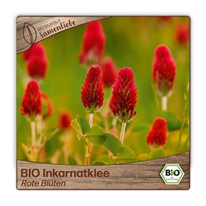 Inkarnatklee Samenliebe BIO Samen Rote Blüten Gründünger