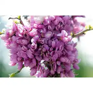 Judasbaum Green Future Pflanzenhandel Chinesischer Cercis chinensis