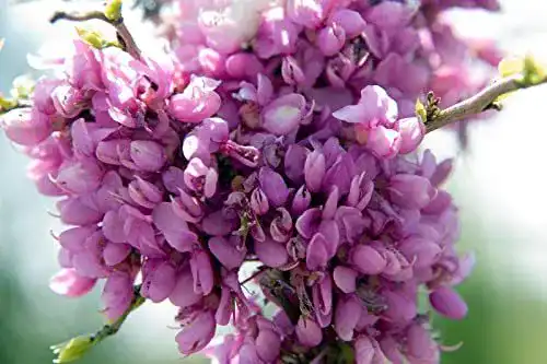 Judasbaum Green Future Pflanzenhandel Chinesischer Cercis chinensis