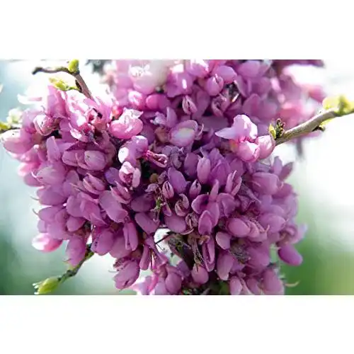 Die beste Judasbaum Green Future Pflanzenhandel Chinesischer Cercis chinensis 2026 Test Bestseller Judasbaum Green Future Pflanzenhandel Chinesischer Cercis chinensis