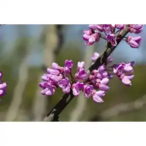 Judasbaum PlantaPro Cercis siliquastrum C5 60-80