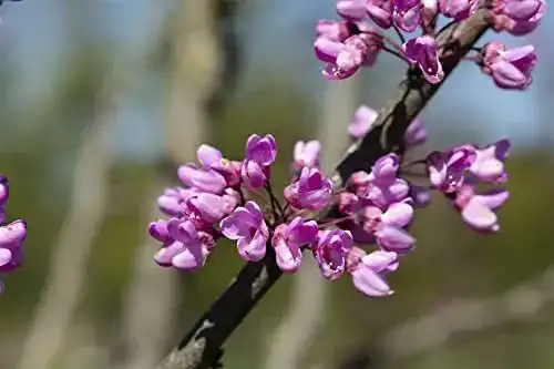 Judasbaum PlantaPro Cercis siliquastrum C5 60-80