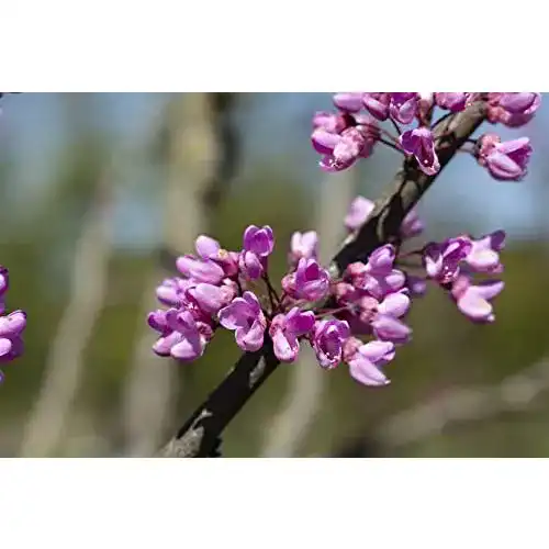 Judasbaum PlantaPro Cercis siliquastrum C5 60-80