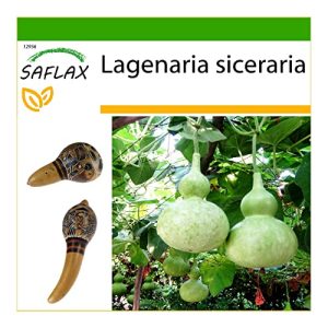 Kalebassen-Samen Saflax – Afrikanische Riesenkalebasse – 15 Samen