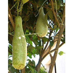Kalebassen-Samen Seedeo ® Afrikanische Riesenkalebasse