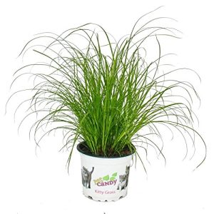 Katzengras-Pflanze exotenherz – Katzengras – Cyperus alternifolius
