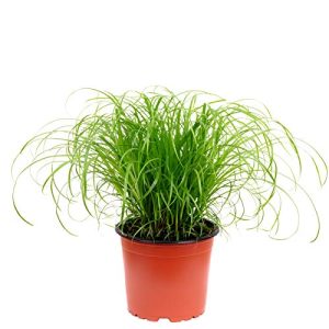 Katzengras-Pflanze FLOWERBOX Echtes Katzengras – Cyperus