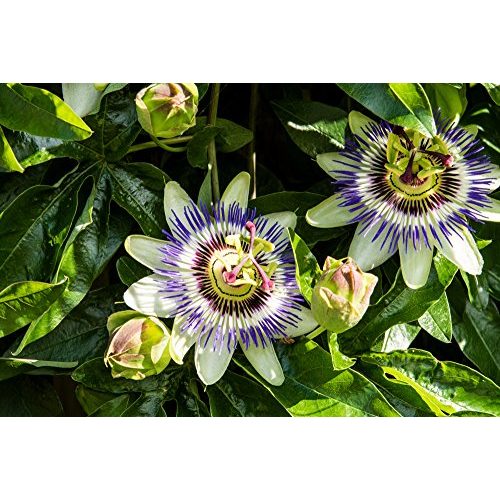 Die beste kletterpflanze winterhart pflanzenfuchs lila blaue passionsblume Bestsleller kaufen