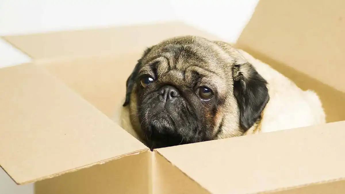 Die beste Faltbarer Hundebox 1 Bestsleller kaufen