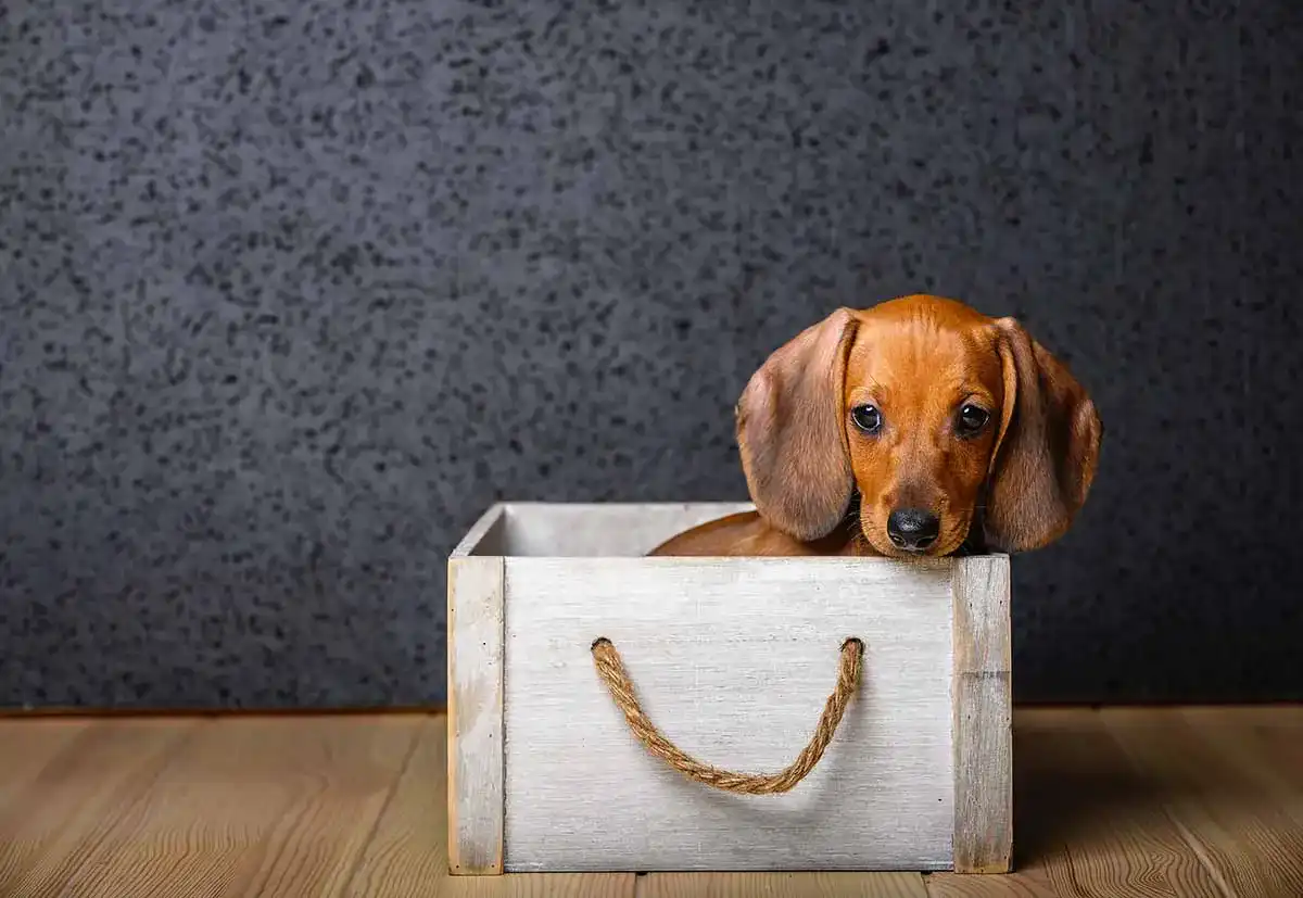 Faltbarer-Hundebox-