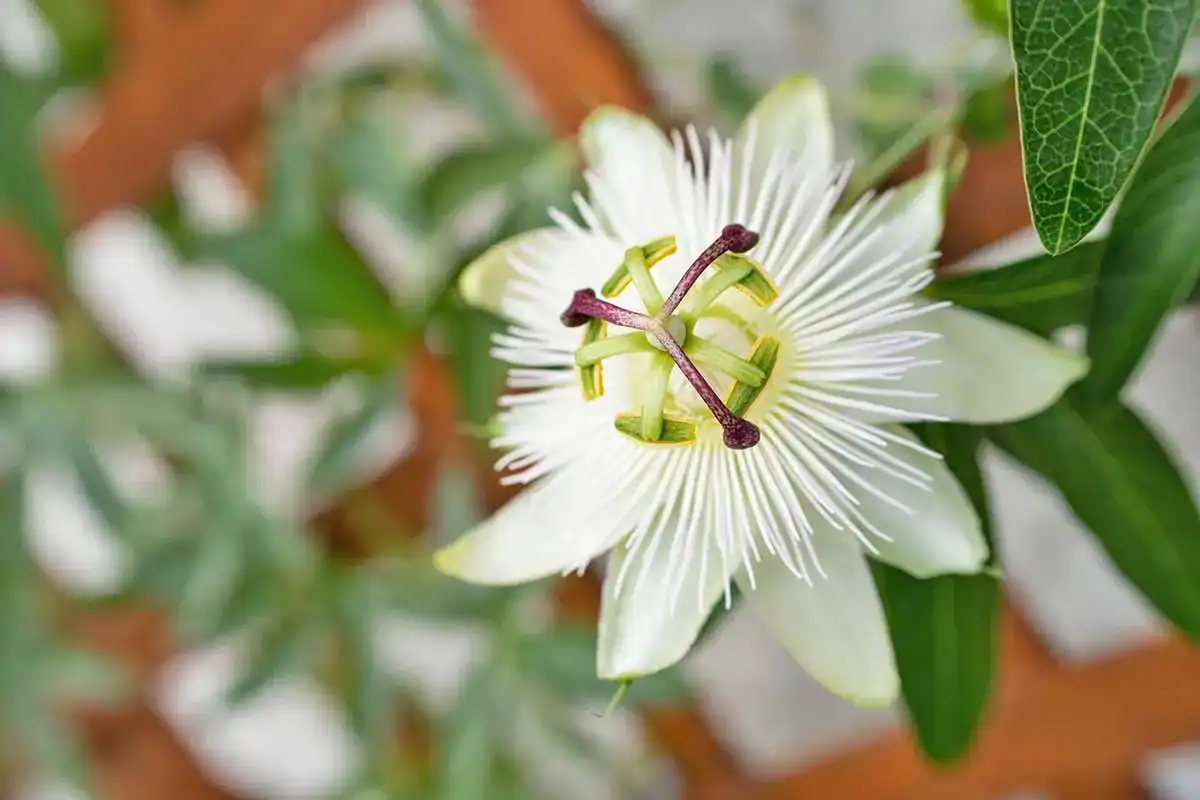 Passionsblume-Kapseln