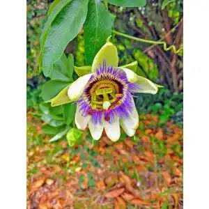 Passionsblume-Kapseln