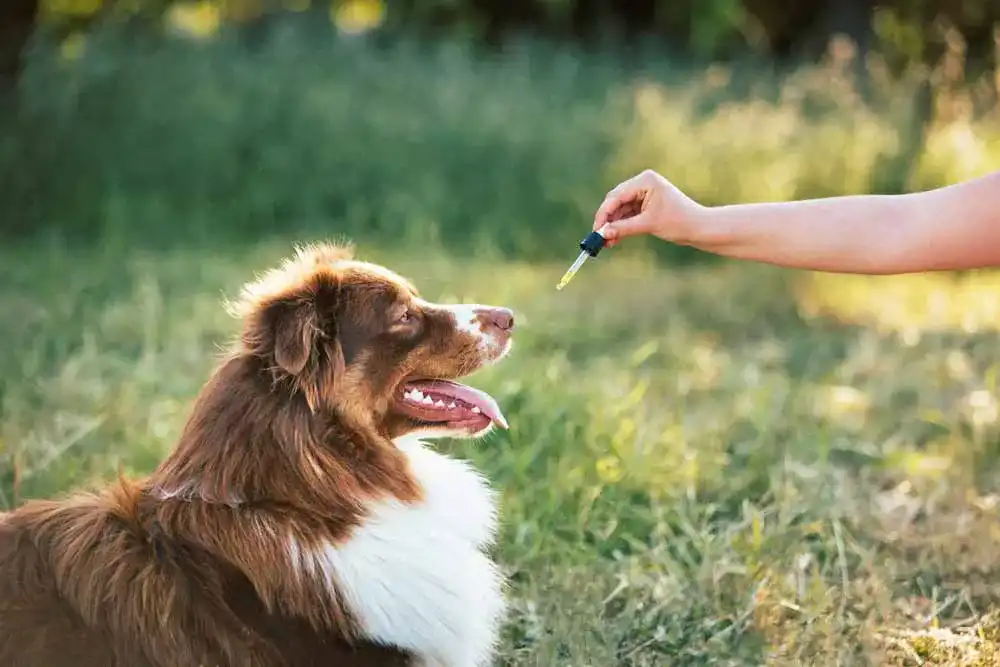 Biotin-fuer-Hunde Biotin-fuer-Hunde