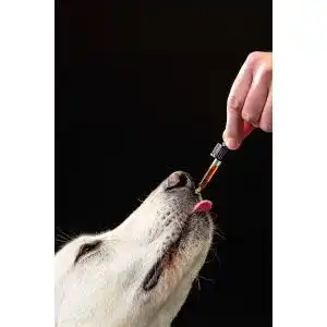 Die beste Biotin für Hunde 2026 Test Bestseller Biotin-fuer-Hunde