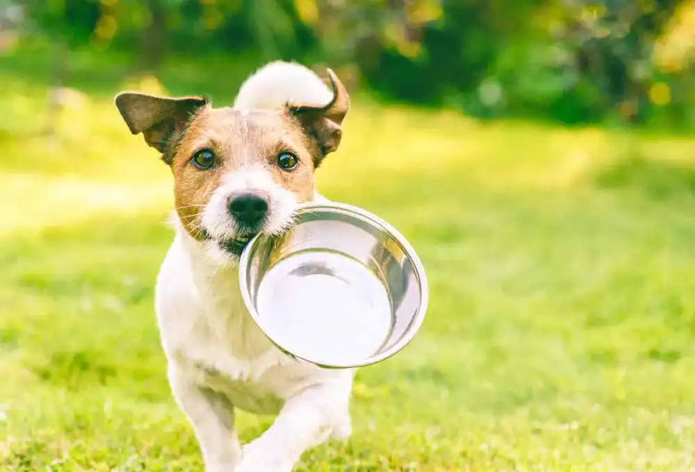 Deuka-Hundefutter Deuka-Hundefutter