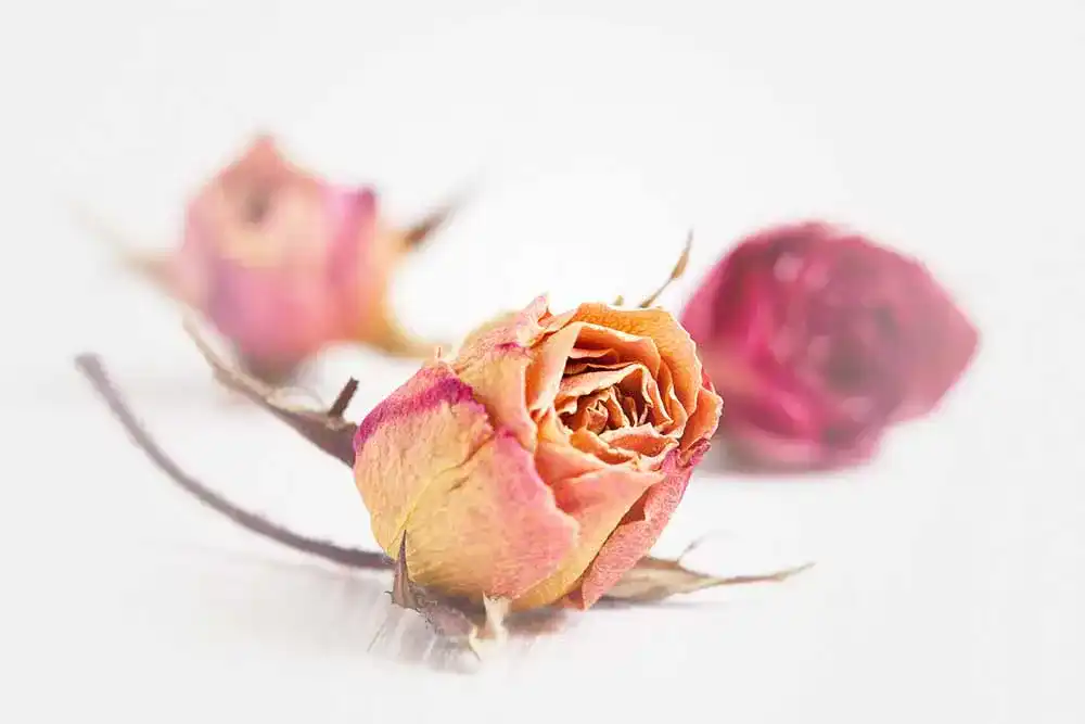 Getrocknete Rosen