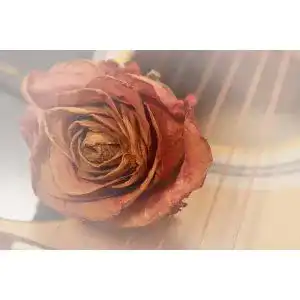 Getrocknete Rosen