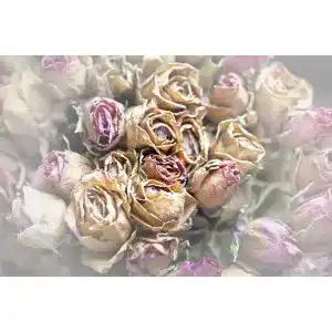 Getrocknete Rosen