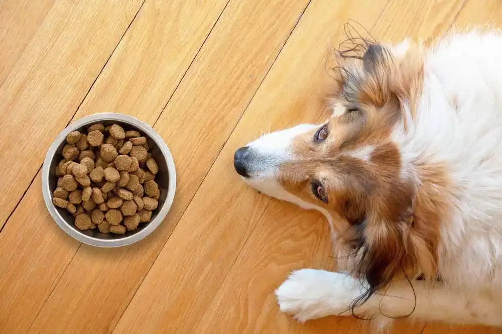 Glutenfreies-Hundefutter Glutenfreies-Hundefutter