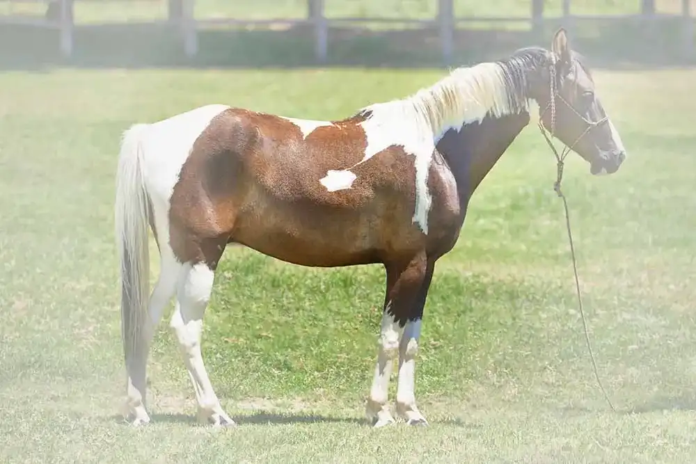 Halsring Pferd