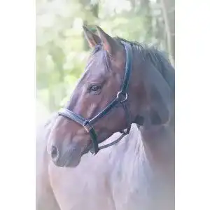 Halsring Pferd
