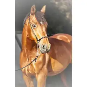 Halsring Pferd