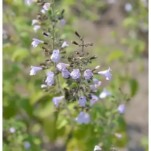Bergminze Baumschule Kleinblättrige Marvelette Blue