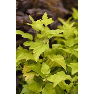 Blasenspiere PlantaPro Physocarpus opulifolius ‘Dart’s Gold’