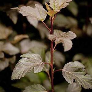 Blasenspiere PlantaPro Physocarpus opulifolius ‘Diabolo’ -R-