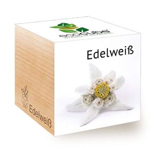 Edelweiß-Samen Feel Green 296527 Ecocube Edelweiß, Nachhaltig