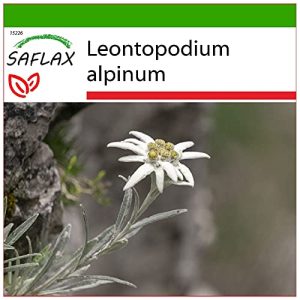 Edelweiß-Samen Saflax Heilpflanzen Edelweiss 500 Samen