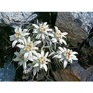 Edelweiß-Samen vegherb 1G / 500 Samen der Edelweiss