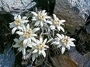 Edelweiß-Samen vegherb 1G / 500 Samen der Edelweiss
