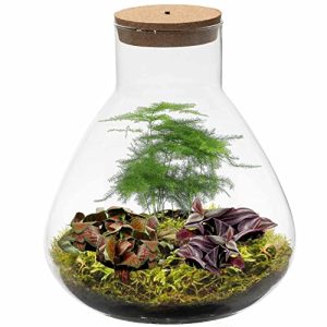 Flaschengarten Glas Ecoworld Geschenkset mit Licht