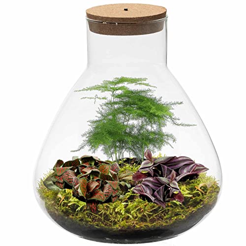 Die beste flaschengarten glas ecoworld geschenkset mit licht Bestsleller kaufen