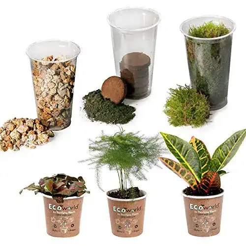 Flaschengarten Glas Ecoworld Tropical Terrarium Pflanzen