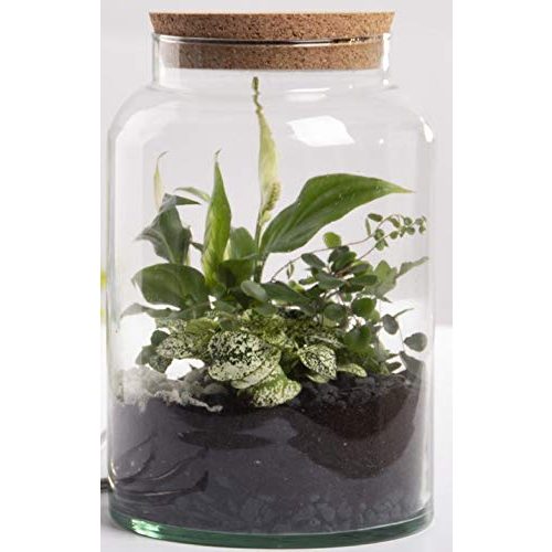 Die beste flaschengarten glas esschert design terrariumflasche halboffen Bestsleller kaufen