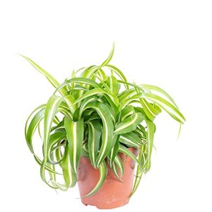 Grünlilie Flowerbox ‘Bonnie’ echte Zimmerpflanze, Chlorophytum
