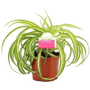 Grünlilie GardenersDream Chlorophytum “Bonnie”