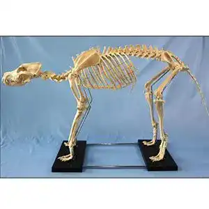 Hundeskelett