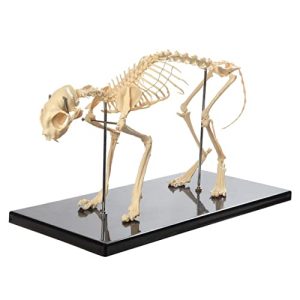 Hundeskelett UIGJIOG Modell 1:1 Hunde -Skelett -Knochenmodell