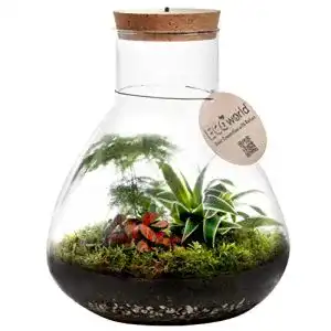 Pflanzen-Terrarium