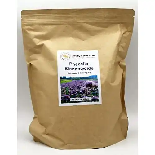 Phacelia-Samen