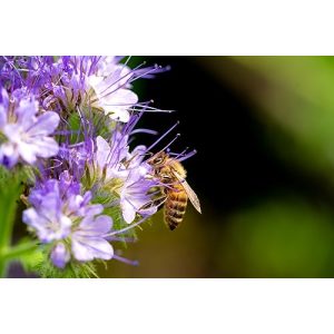 Phacelia-Samen Generisch 5000 Phacelia Samen Bienen Wiesen