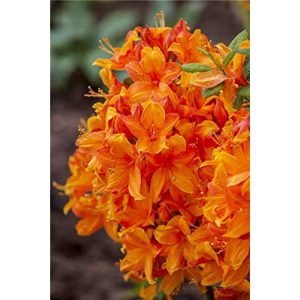 Rhododendron (orange) PlantaPro lut. ‘Golden Eagle’