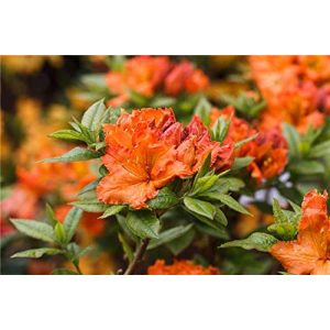 Rhododendron (orange) PlantaPro Rhododendron lut. ‘Fireball’
